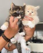 Maine Coon 100% - kittens