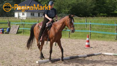 Een betere relatie met je paard? Kan ik je helpen? Een betere relatie met je paard? Kan ik je helpen?