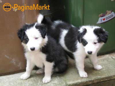 Mooie Border Collie Puppies