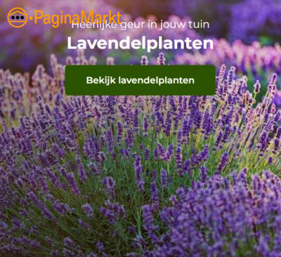 Lavendelplanten diverse soorten