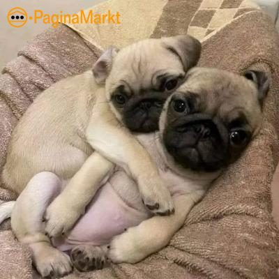 beschikbare mopshondpuppy's voor herhuisvesting